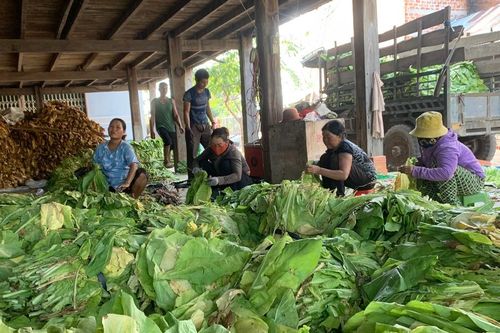 Ayun Pa đẩy mạnh liên kết trong sản xuất nông nghiệp