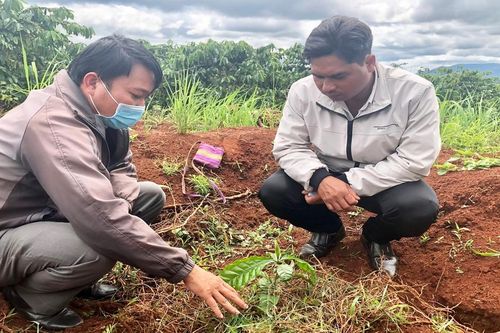 Gia Lai đẩy mạnh tái canh để nâng cao năng suất, chất lượng cà phê