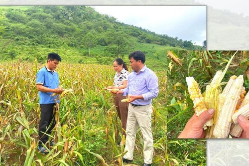Nỗi lo sau nắng hạn