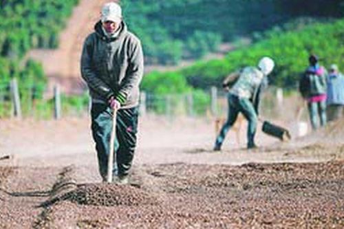 Giá nông sản, năng lượng hồi phục mạnh