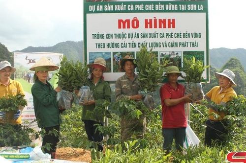 Sản xuất cà phê chè bền vững
