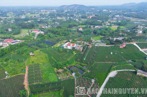 Tân Cương: Cảnh đẹp - Trà ngon