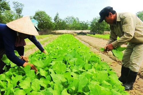 Phát triển bền vững trên nền tảng kinh tế xanh