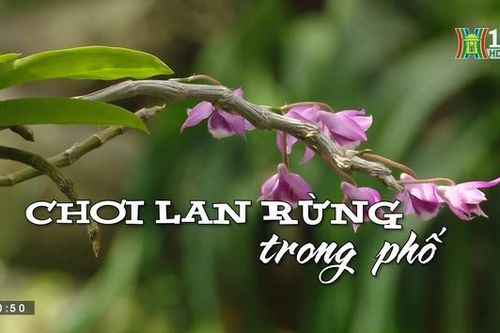 Chơi lan rừng trong phố | Nhịp sống Hà Nội | 17/06/2023