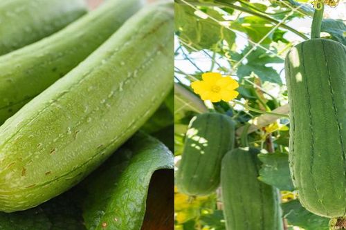 Mua mướp nên chọn quả vỏ xanh đậm hay nhạt?