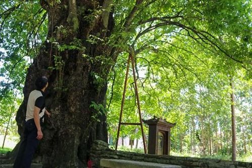 Độc đáo cây thị hơn 600 năm tuổi
