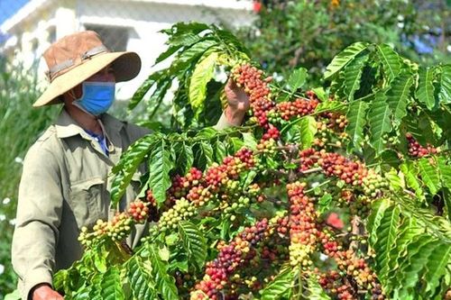 Để nông dân định giá nông sản