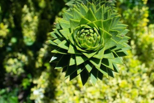 Hóa thạch 400 triệu năm làm thay đổi suy nghĩ về xoắn ốc Fibonacci