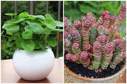 5 loại cây có chữ 'tiền' dễ trồng lại mang tới nhiều may mắn