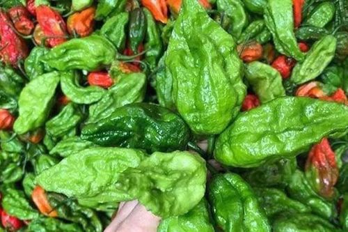 Những loại ớt độc lạ, giá đắt đỏ vẫn được lùng mua ở Việt Nam