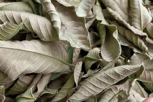 Những loại lá vứt đi bất ngờ được rao bán giá cao