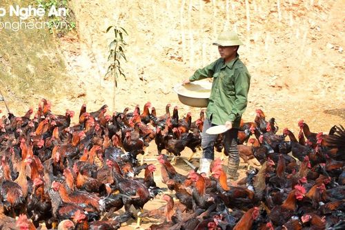 Gà thịt ở Nghệ An rớt giá, do đâu?