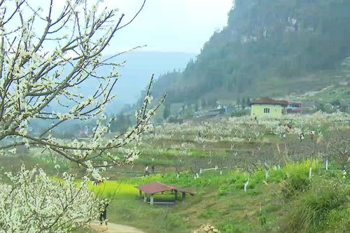 Phát triển Bắc Hà trở thành Khu Du lịch đặc sắc