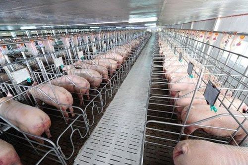 Lùm xùm chuyện xả thải, công ty của ông Trương Sỹ Bá làm ăn ra sao?