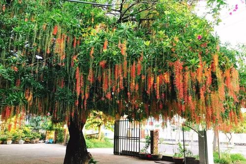 Cổ nhân truyền dạy: 7 loại cây đệ tử Thần Tài trồng trước nhà trấn giữ của cải, con cháu đời đời giàu có