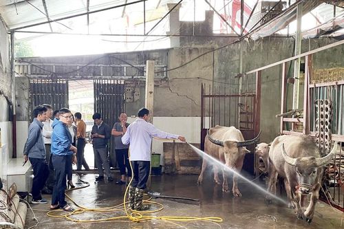 Tăng cường kiểm soát vận chuyển, giết mổ gia súc, gia cầm