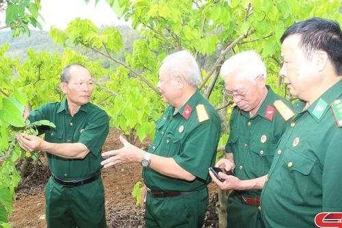 Liên kết sản xuất ở HTX Cựu chiến binh Mai Sơn