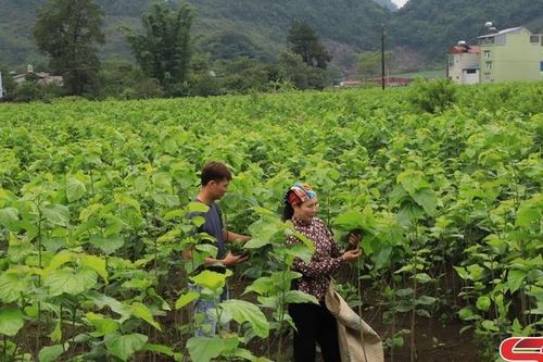 Phục hồi nghề trồng dâu nuôi tằm