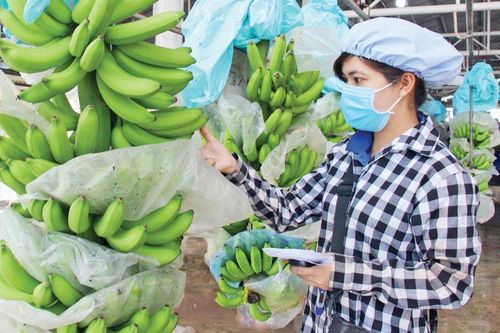 Sáp nhập công ty Lê Me thành công ty con, Hoàng Anh Gia Lai nhắm đến mở rộng quỹ đất tại Campuchia?