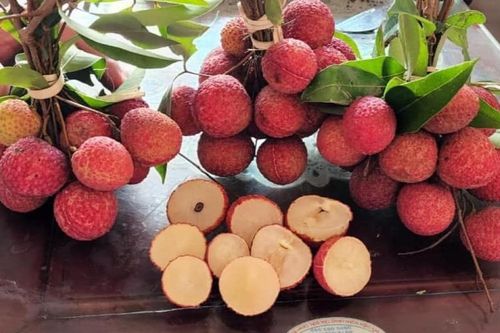Vải không hạt Việt Nam lần đầu ra mắt thị trường Anh