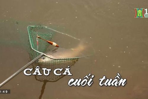 Câu cá cuối tuần | Nhịp sống Hà Nội | 18/06/2023