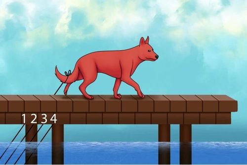 Giải cứu con chó bằng cách tìm ra sợi dây buộc đuôi nó, bạn làm được không?