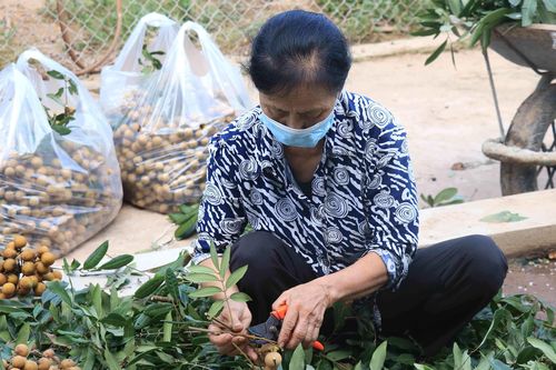 Những ai không nên ăn nhãn?