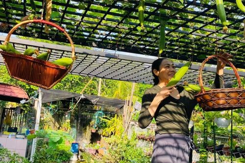 Vườn rau được người phụ nữ Việt xem như gia tài ở Malaysia