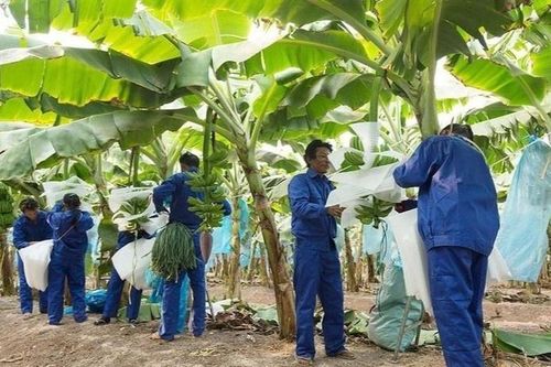 HAGL báo lãi hơn 80 tỷ đồng trong tháng 5