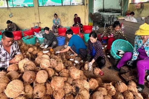 Tìm các giải pháp để phát triển bền vững ngành dừa