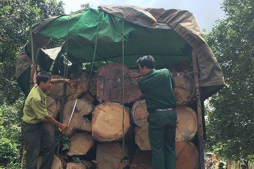 Gia Lai: Bắt tài xế vận chuyển gỗ lậu quy mô lớn sau 4 năm truy nã