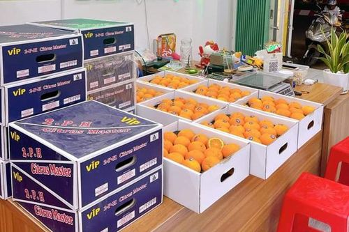 Quýt Úc đổ bộ chợ Việt với giá rẻ nhất từ trước tới nay, chỉ 20.000 đồng/kg