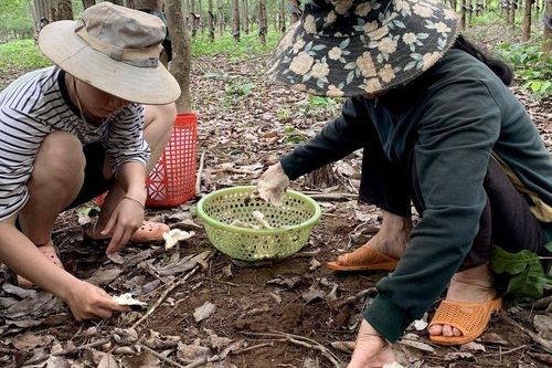 Nông dân Gia Lai phấn khởi săn 'lộc trời'