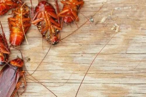Cách đuổi gián không tốn tiền, không cần dùng hóa chất: 1 phát diệt cả trăm con, ra đi không trở lại