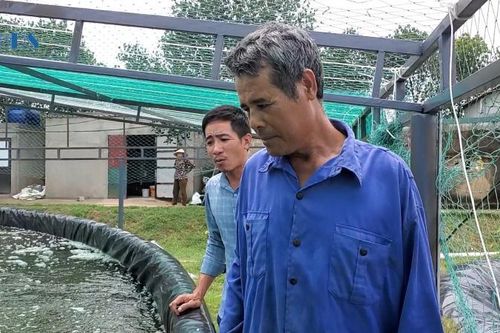 Đầu tư nuôi tôm thoát nghèo nhờ vay vốn Ngân hàng Chính sách xã hội