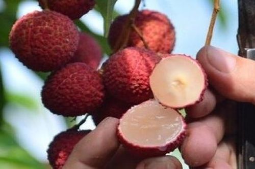 Lô vải không hạt đầu tiên của Việt Nam có mặt tại thị trường Anh