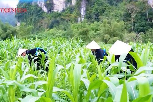 Nông dân Tuyên Quang làm giàu với cây trồng mới