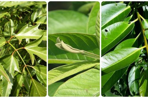 Những loại lá tưởng chừng vứt đi nhưng lại cực tốt cho sức khỏe