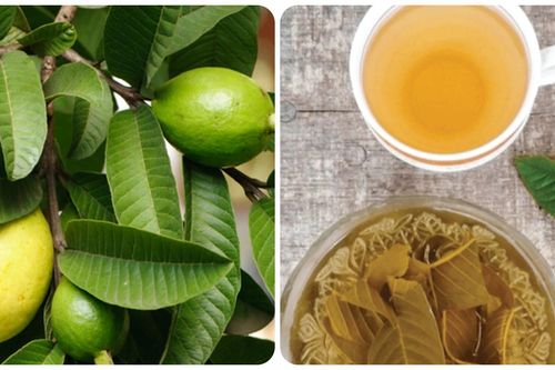 Lá ổi có tác dụng gì cho sức khỏe?