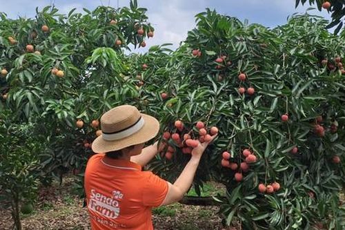 Sự 'lên ngôi' của văn hóa đi chợ mới thảnh thơi và hiện đại