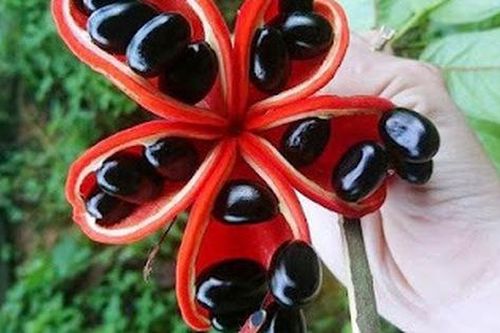 Tên giống một bộ phận của con gà, loại hạt đặc sản này dù chi tiền trước vẫn khó mua