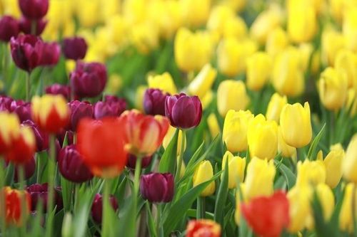 Trẻ sinh vào 3 khung giờ Âm lịch này, tương lai hóa rồng