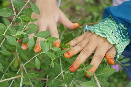 Vì sao người Việt có tục nhuộm móng trừ tà dịp Tết Đoan Ngọ?