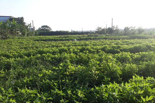 Mùa lạc đến rồi!