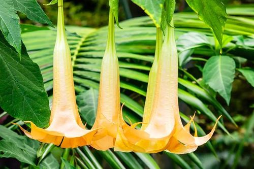 Ba du khách Tam Đảo nhập viện sau bữa ăn tự chế biến