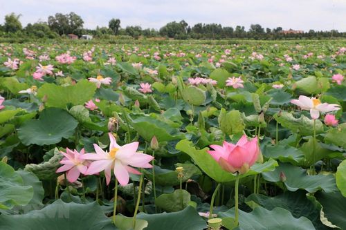 Về Đồng Tháp đắm chìm trong không gian bát ngát hương Sen