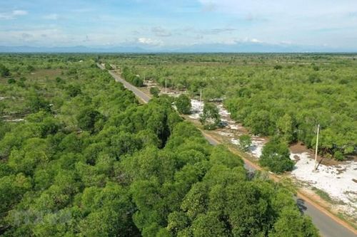 Hiện trạng rừng toàn quốc năm 2022: Tỷ lệ che phủ rừng đạt 42,02%