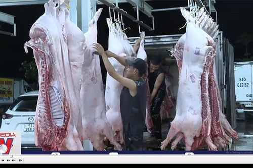 Nhiều nhà máy giết mổ gia súc gặp khó