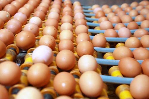 Hạn ngạch thuế quan nhập khẩu muối, trứng gia cầm năm 2023
