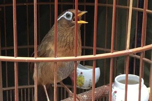 Mường Khương, Lào Cai: Tranh cãi về việc tổ chức 'Hội thi chim Họa mi chiến'